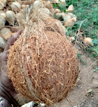India Coconut